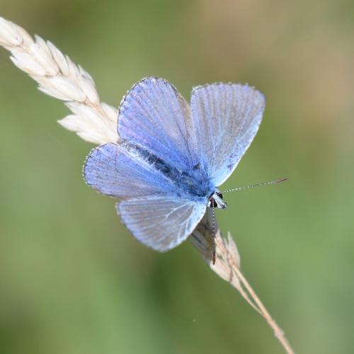 Réf. 352 600 : Polyommatus sp.